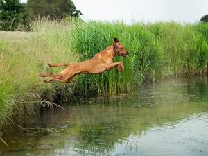 Jack going for a retrieve on water