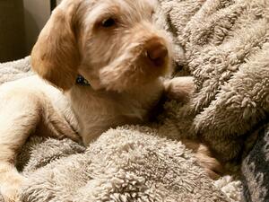 Beautiful chunky pups