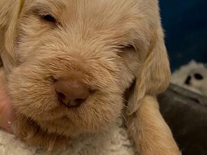 Matilda and her pups