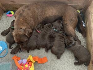 All chocolate Labradors.