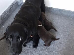 MUM FEEDING PUPPIES