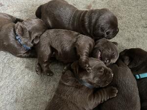 Puppies 2 weeks old.