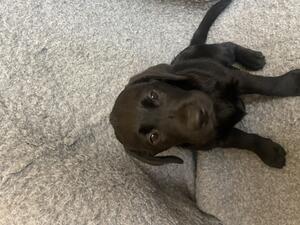PUPPIES PICTURE 1