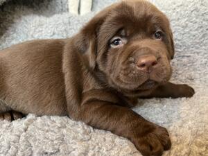 Chocolate puppy boy