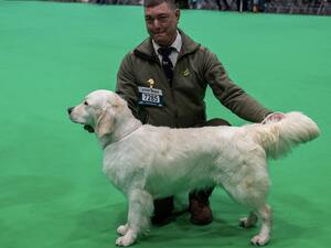 Pepper wining 2nd place at Crufts 2024 in PB class