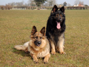 AGGIE'S GRANDPARENT sOPHIE AND bUZZ