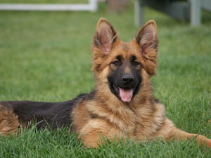 Strettonhill Adicia 6 months old.