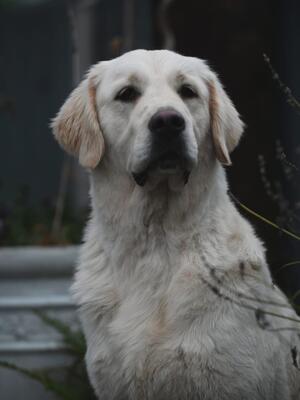 Lucy