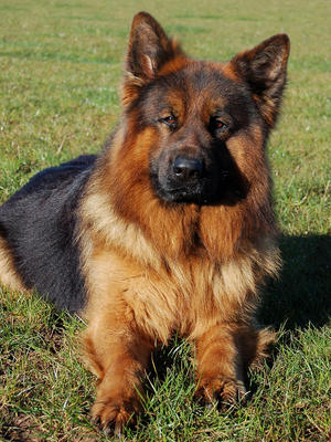 Lararth Atlas Strettonhill Adicia's father.