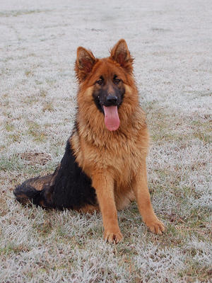 Strettonhill Adicia 18 months old