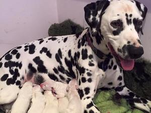 Helga with her healthy litter