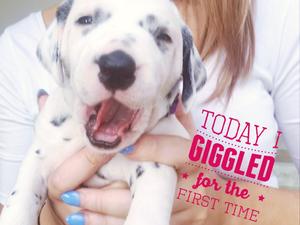 puppies contently feeding at 2 weeks old