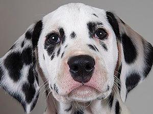A Kalokairie Puppy - Madge