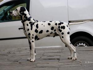 Stud Dog - Kalokairie Lord of the Rings