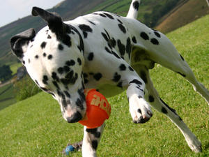 Sire of the litter - Guiness