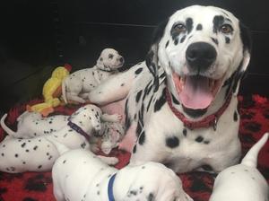Mum and pups