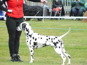 Stud Dog - Kalokairie Carbon Copy