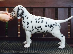 Puppy dog available