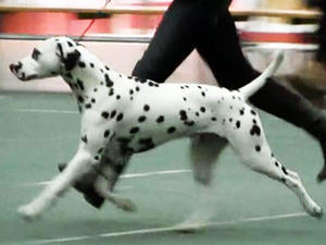 Int Sh Netherlands Best Puppy in Show 3