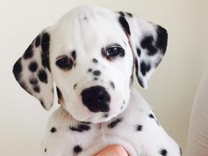 Paloma - A Helga puppy (from her 1st litter)