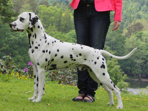 Sire of the litter