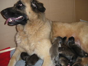 Rio with her day old pups