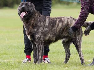 Moon River da Ponta da Pinta, sire