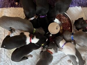 4 weeks old