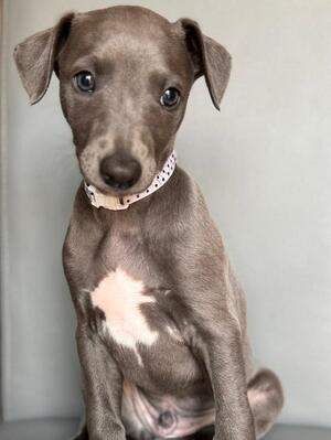 LAST PUP LEFT male
