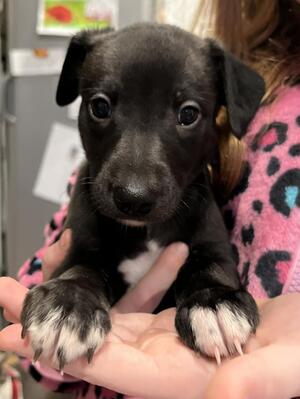 Black Boy 6 weeks old