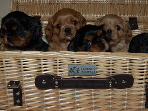 A Basket full of Joy @ 6 weeks