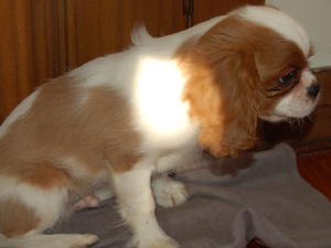 Blenheim Dog