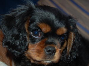Black & Tan Dog