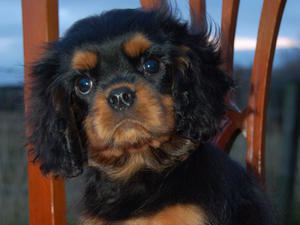 Black & Tan Dog