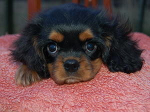 Black & Tan Dog