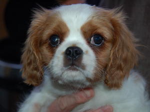 16 week on 4/5/13 Blenheim dog