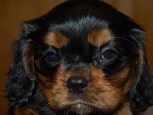 Black and Tan Male Puppy
