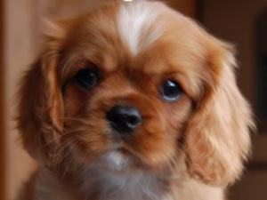 Ruby Male Puppy