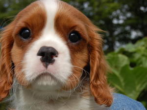Blenheim Dog