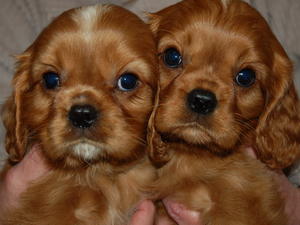 Ruby Male Puppy