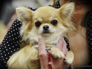 Valenchino Made of Candy