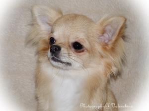 Valenchino Troublemaker