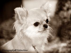 Valenchino Made of Candy