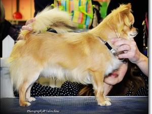 Valenchino Troublemaker