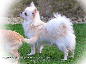 Angelas Kustode Crystal Diamond Valenchino