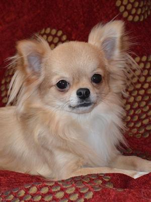 Valenchino Troublemaker