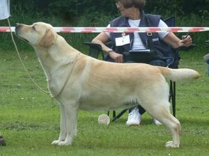 Rosie in Limit Bitch class at NWLRC