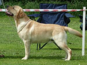 Alfie - 1 Res C.C.