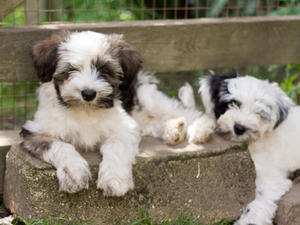 typical Silgarhi puppies