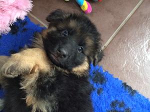 Longcoat puppy